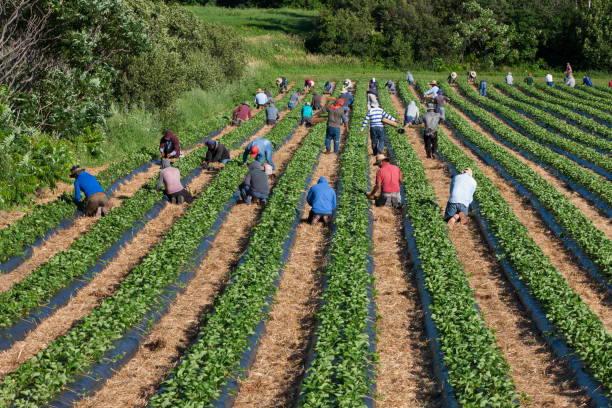 Farm Worker Jobs in Canada with Visa Sponsorship 2025/2026 Farm Worker Jobs in Canada with Visa Sponsorship 2025/2026